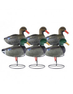 Blette de colvert active...