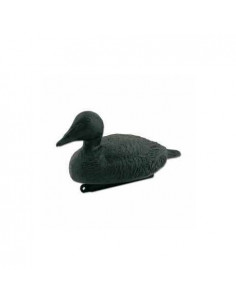 Blette d'eider
