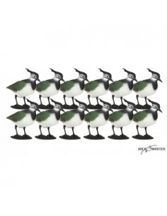 Blette de vanneau x12