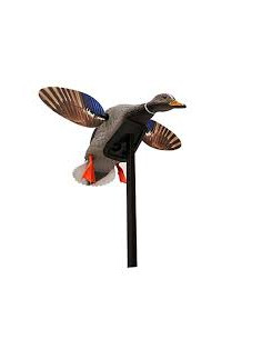 Colvert à ailes tournantes...