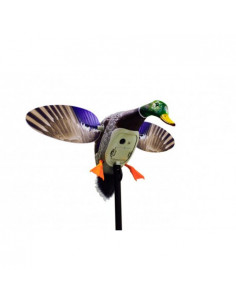 Colvert à ailes tournantes...