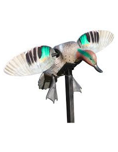 Sarcelle à ailes tournantes...