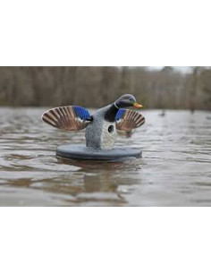 Colvert à ailes tournantes...