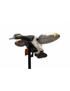 Morillon à ailes tournantes...