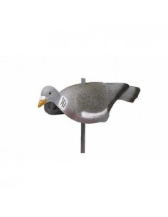 Forme coquille pigeon