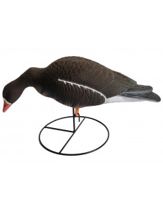 Blette oie rieuse sur...