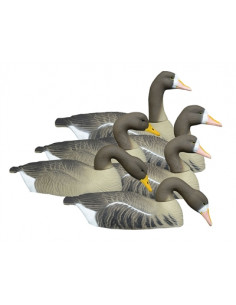 Coquille d'oie rieuse