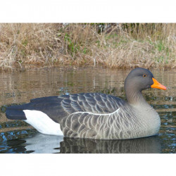 Formes d'oie cendrée... 2