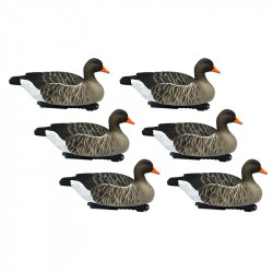 Formes d'oie cendrée...