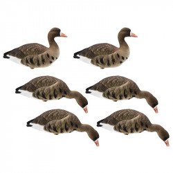 Formes d'oie rieuse sur...