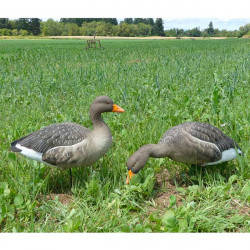 Formes d'oie cendrée sur... 2