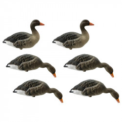 Formes d'oie cendrée sur...