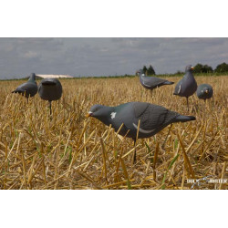 Formes de pigeon Last Pass x12 2