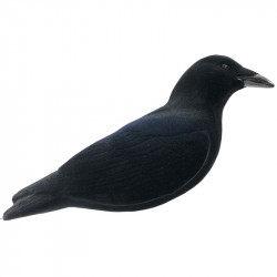 Formes de corbeaux actives... 2