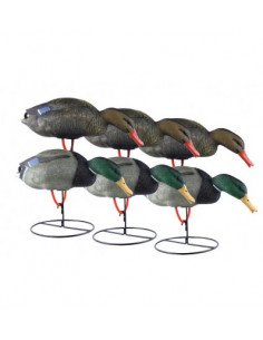 Blette de colvert sur patte...